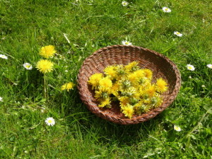 Dandelion Vinegar